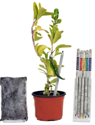 Plantable Kits with coca pet + coir pot+5 color plantable pencils